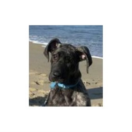 Great Dane in North Carolina