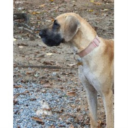 Great Dane breeder in Nebo North Carolina