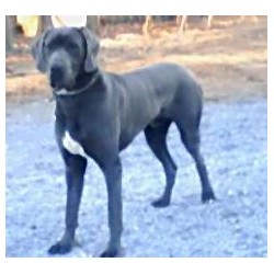 Great Dane Stud in Nebo, North Carolina