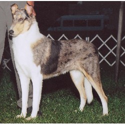 Collie Stud in Clio, Michigan