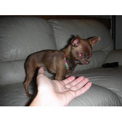 Chihuahua Stud in East Northport, New York