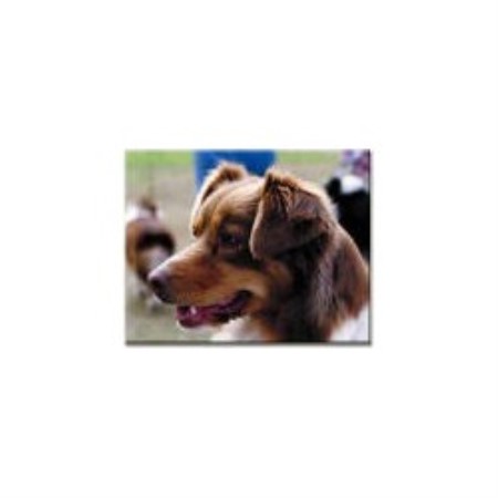 Australian Shepherd Dog breeder in California