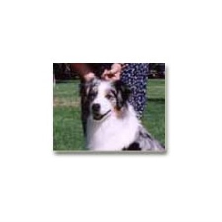 Aussie breeder in California picture 2