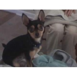 Chihuahua Stud in Middle River, Maryland