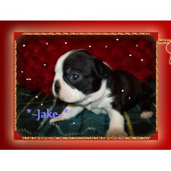 Boston Terrier breeder in Rose Oklahoma
