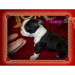Boston Terrier breeder in Oklahoma picture 2