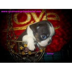 Boston Terrier in Oklahoma picture 2