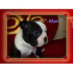 Boston Terrier in Oklahoma