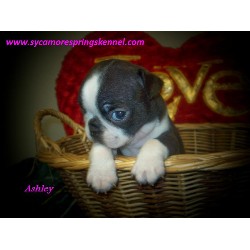 Boston Terrier breeder in Oklahoma