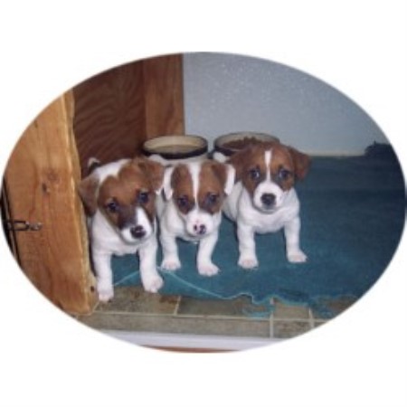 Jack Russell Terrier Breeder in Moneta, Virginia
