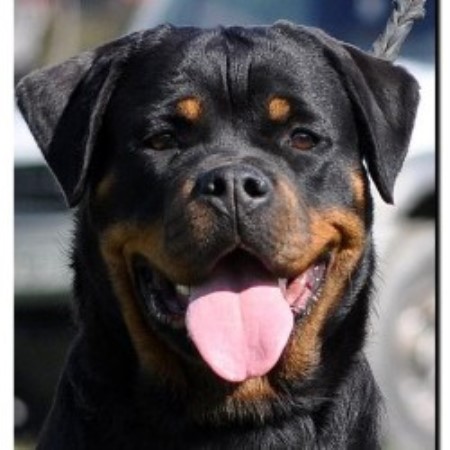 rottweiler puppies ny world class rottweilers rottweiler breeder in hamburg new york listing id 12550 rottweiler puppies ny world class rottweilers rottweiler breeder in hamburg new york listing id 12550