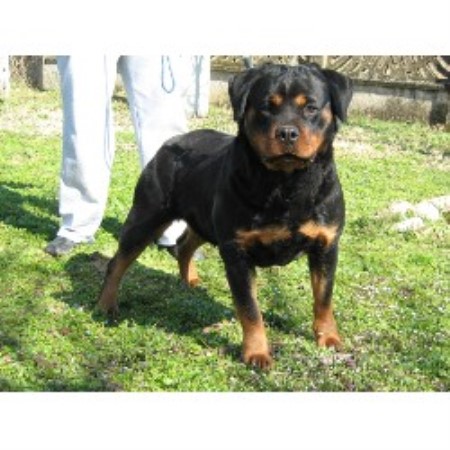 Rottweiler in New York