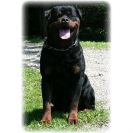 Rottweiler breeder in Hamburg New York
