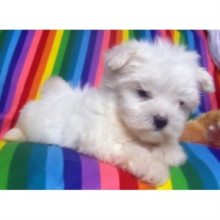 buttercup puppies buttercup puppies shih tzu breeder in croswell michigan 48422 freedoglistings buttercup puppies buttercup puppies shih tzu breeder in croswell michigan 48422 freedoglistings