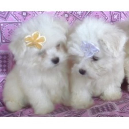 buttercup puppies buttercup puppies shih tzu breeder in croswell michigan buttercup puppies buttercup puppies shih tzu breeder in croswell michigan