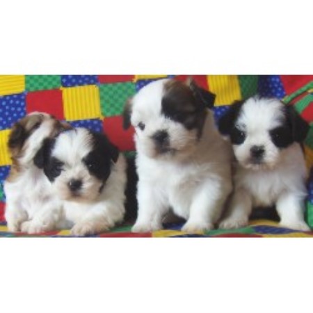 shih tzu puppies for sale in ri puppies for sale in ri rhode island imperial shih tzu puppies for breeds picture shih tzu puppies for sale in ri puppies for sale in ri rhode island imperial shih tzu puppies for breeds picture