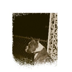 Boxer Stud in Madison, Indiana