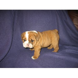 British Bulldog, Bulldog in Oregon picture 2