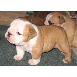 British Bulldog, Bulldog in Oregon