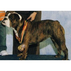 English Bulldog breeder in Lebanon Oregon
