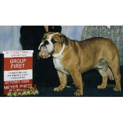 English Bulldog Breeder in Lebanon, Oregon