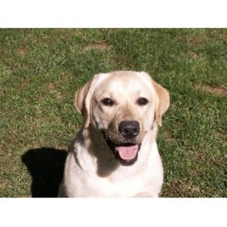 Lab in Connecticut