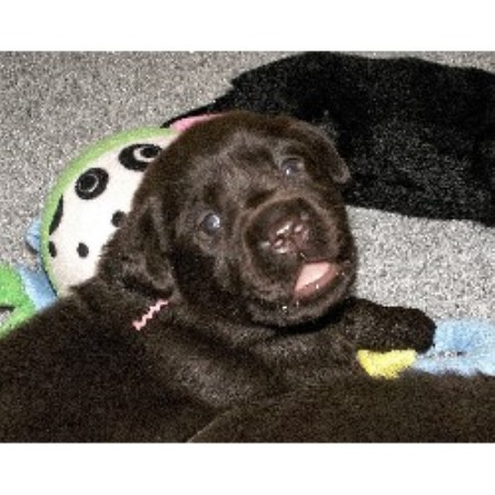 Labrador Retriever breeder in Sherman Connecticut