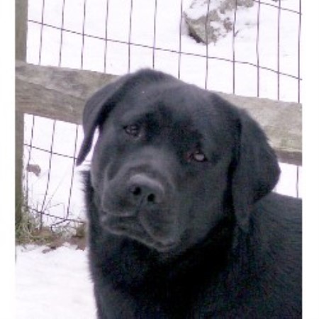 Lab breeder in Connecticut picture 2