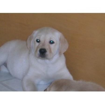 Lab in Connecticut picture 2