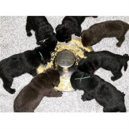 Labrador Retriever Breeder in Sherman, Connecticut