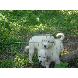 Great Pyrenees Stud in Coopersburg, Pennsylvania