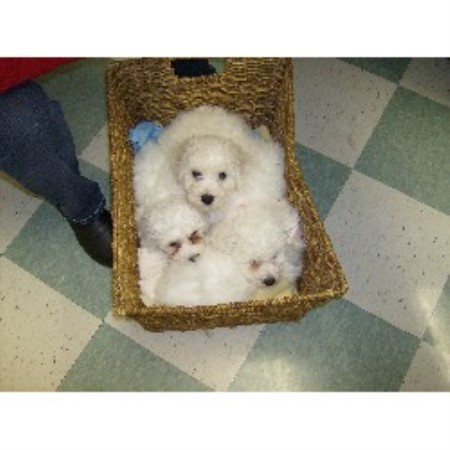 Bichon Frise breedering kennel in Johnston Bichon Frise breedering kennel in Johnston
