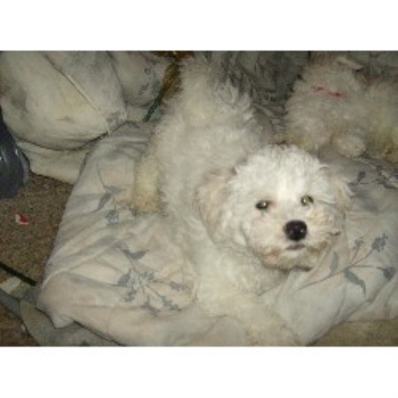 Bichon Frise breeder in Johnston Bichon Frise breeder in Johnston