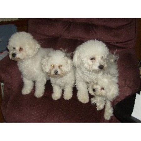 Judith Keogh, Bichon Frise Breeder in Johnston, Rhode Island Judith Keogh, Bichon Frise Breeder in Johnston, Rhode Island