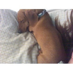 Dachshund Stud in Mentor, Ohio