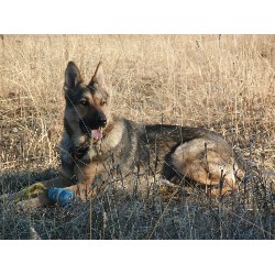 GSD,Alsatian in British Columbia