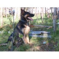German Shepherd Dog breeder in 100 Mile House British Columbia