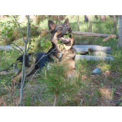 GSD,Alsatian in British Columbia picture 2