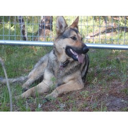 GSD,Alsatian breeder in British Columbia picture 2