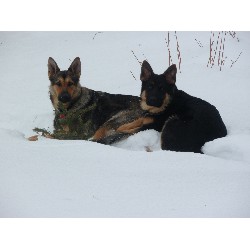 German Shepherd Dog Breeder in 100 Mile House, British Columbia