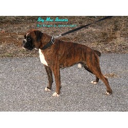 Boxer Stud in Walton, Kentucky