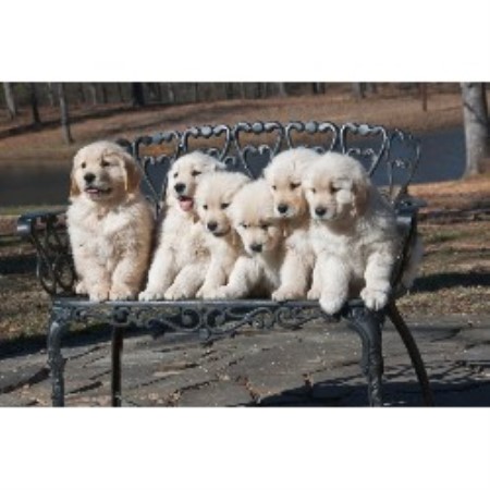Golden Retriever breeder in Texas picture 2