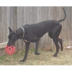 Great Dane Stud in Tomball, Texas