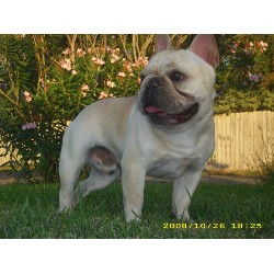 French Bulldog Breeder in Lake Charles, Louisiana