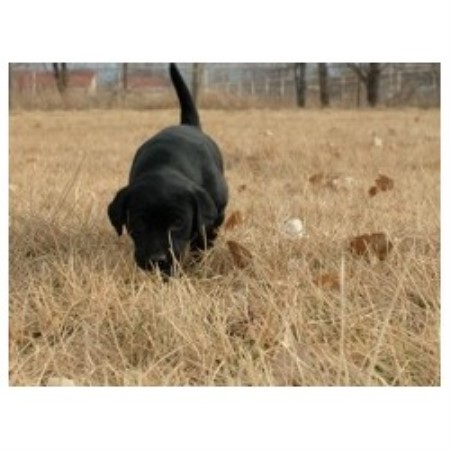 Labrador Retriever Breeder in Peralta, New Mexico