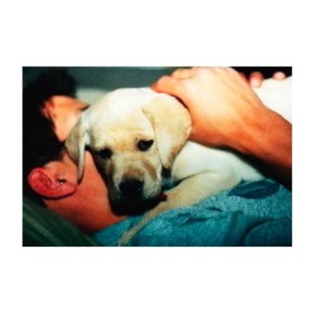 Lab breeder in New Mexico picture 2