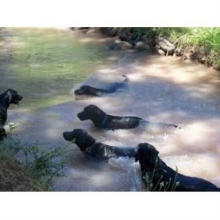 Labrador Retriever breeder in Peralta New Mexico