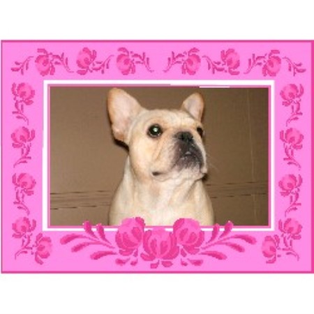 French Bulldog Breeder in Chiefland, Florida