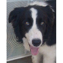 Border Collie Stud in Temecula Area, California