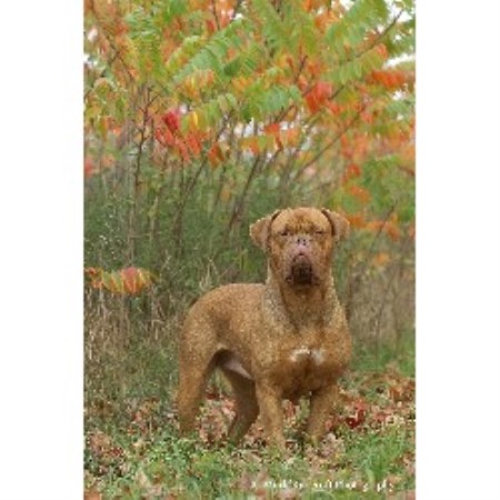 Dogue+de+bordeaux+breeders